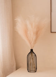 Pampasgras 110cm (3 Stängel) - Creme